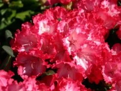 Rhododendron 'Kokette' -Günstiges Erd Seele Geschäft rhododendron kokette m080572 w 0