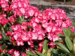 Rhododendron 'Kokette' -Günstiges Erd Seele Geschäft rhododendron kokette m080572 w 1