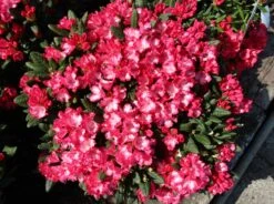 Rhododendron 'Kokette' -Günstiges Erd Seele Geschäft rhododendron kokette m080572 w 2