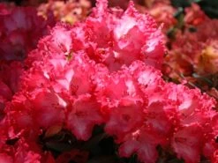 Rhododendron 'Kokette' -Günstiges Erd Seele Geschäft rhododendron kokette m080572 w 3