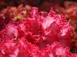 Rhododendron 'Kokette' -Günstiges Erd Seele Geschäft rhododendron kokette m080572 w 4