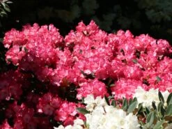 Rhododendron 'Kokette' -Günstiges Erd Seele Geschäft rhododendron kokette m080572 w 5