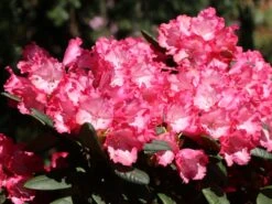 Rhododendron 'Kokette' -Günstiges Erd Seele Geschäft rhododendron kokette m080572 w 6