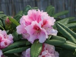 Rhododendron 'Kromlauer Parkperle' -Günstiges Erd Seele Geschäft rhododendron kromlauer parkperle m096430 w 0