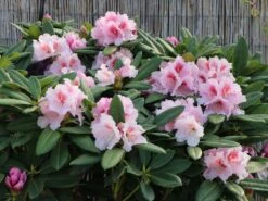 Rhododendron 'Kromlauer Parkperle' -Günstiges Erd Seele Geschäft rhododendron kromlauer parkperle m096430 w 1