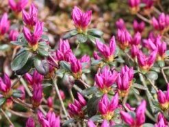 Rhododendron 'Lady Dark' ® 13 Rhododendron 'Lady Dark' ® -Günstiges Erd Seele Geschäft rhododendron lady dark m096755 w 1