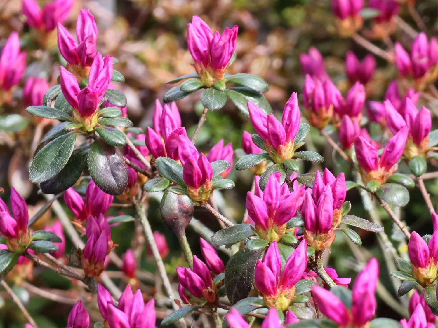 Rhododendron 'Lady Dark' ® 8 Rhododendron 'Lady Dark' ® – Bild 6