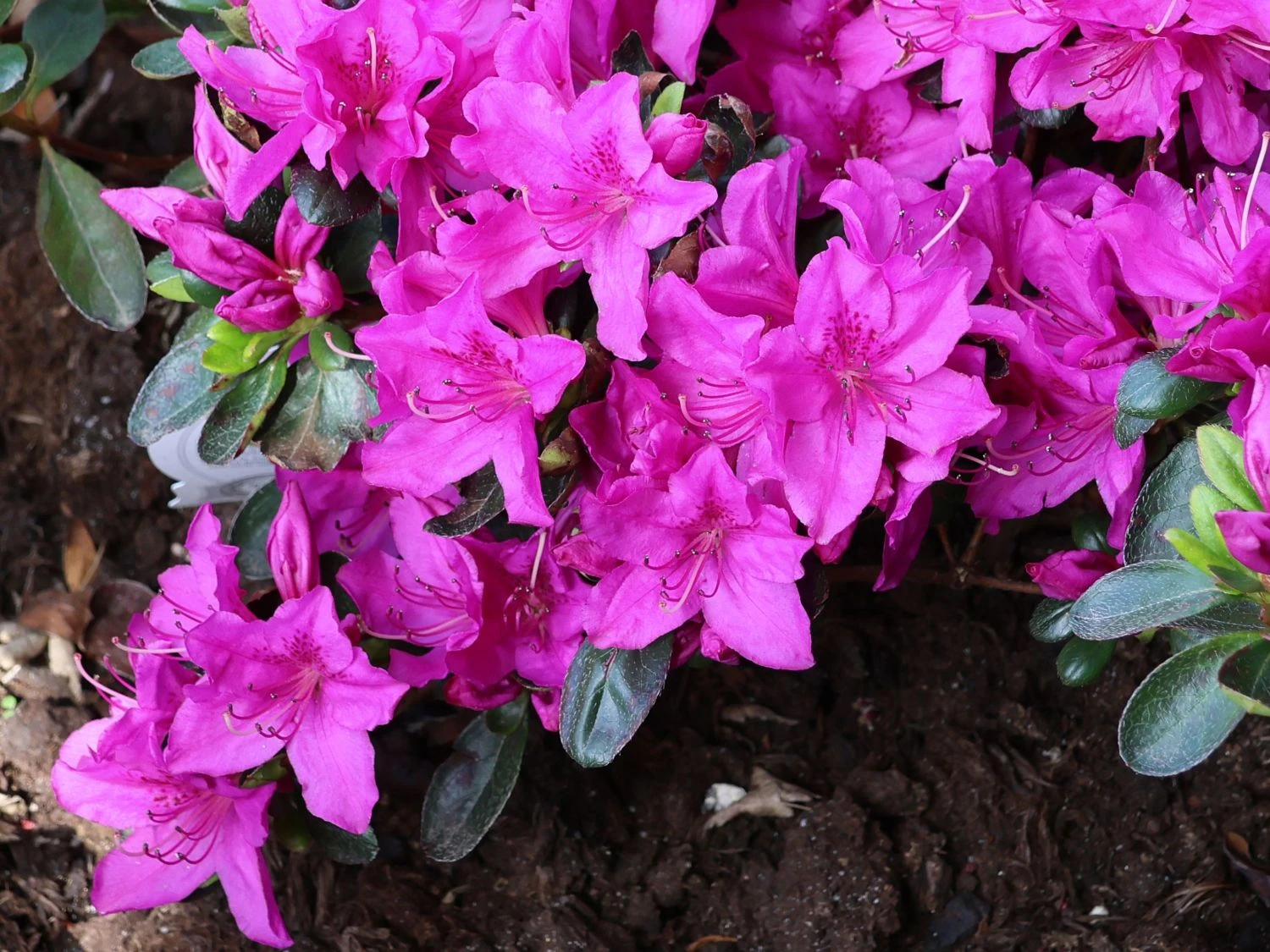 Rhododendron 'Lady Dark' ® 4 Rhododendron 'Lady Dark' ® – Bild 2