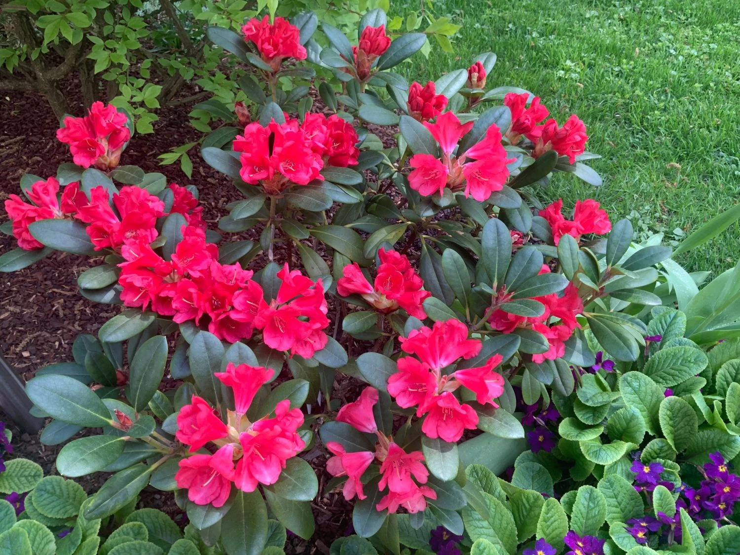 Rhododendron 'Lampion' 11 Rhododendron 'Lampion' – Bild 9