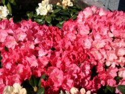 Rhododendron 'Lampion' 12 Rhododendron 'Lampion' -Günstiges Erd Seele Geschäft rhododendron lampion m003980 w 0