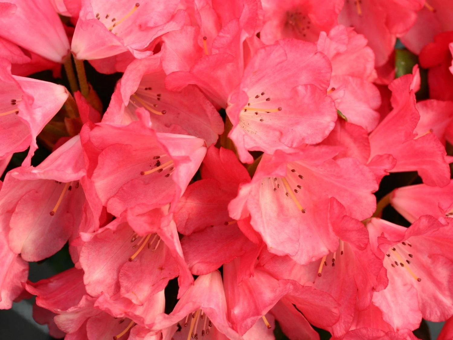 Rhododendron 'Lampion' 5 Rhododendron 'Lampion' – Bild 3