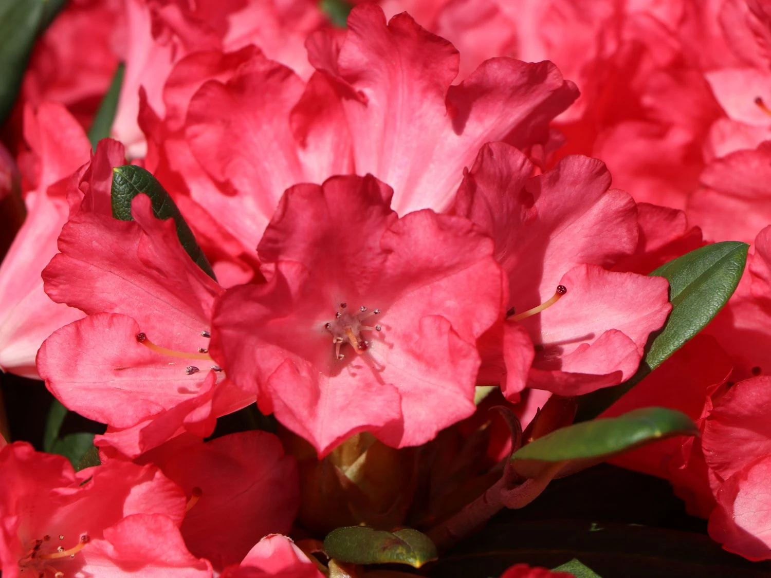 Rhododendron 'Lampion' 8 Rhododendron 'Lampion' – Bild 6