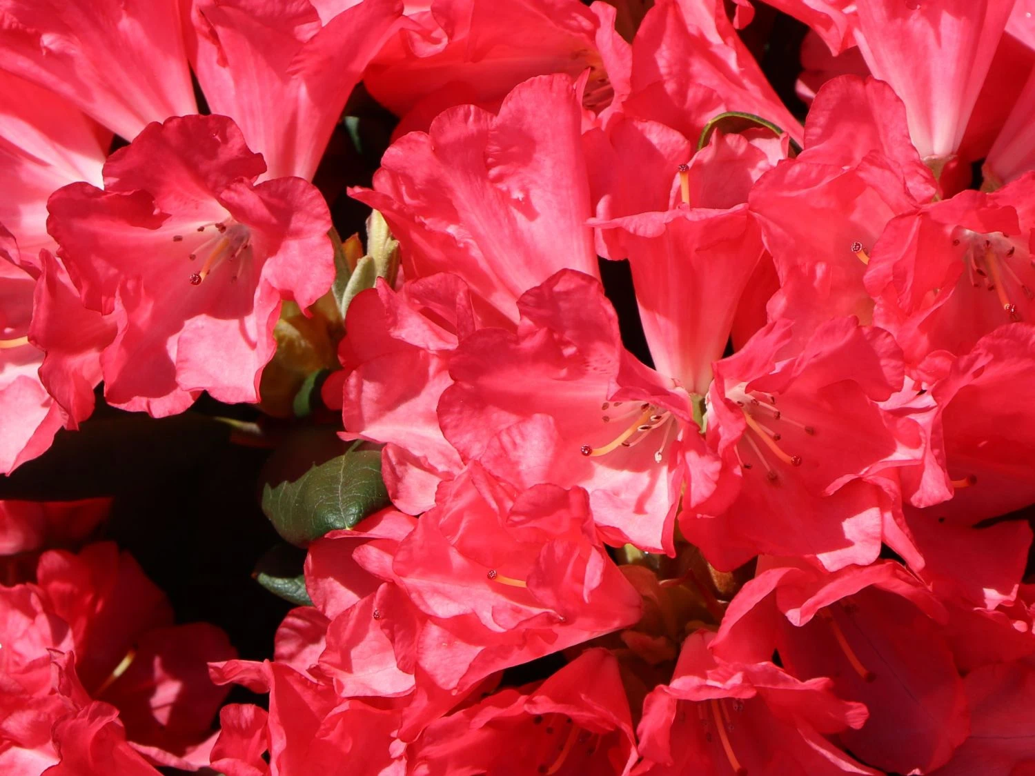 Rhododendron 'Lampion' 7 Rhododendron 'Lampion' – Bild 5