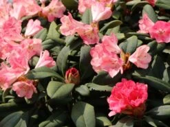 Rhododendron 'Lampion' 18 Rhododendron 'Lampion' -Günstiges Erd Seele Geschäft rhododendron lampion m003980 w 4