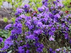 Rhododendron 'Lauretta' 13 Rhododendron 'Lauretta' -Günstiges Erd Seele Geschäft rhododendron lauretta m004242 w 0