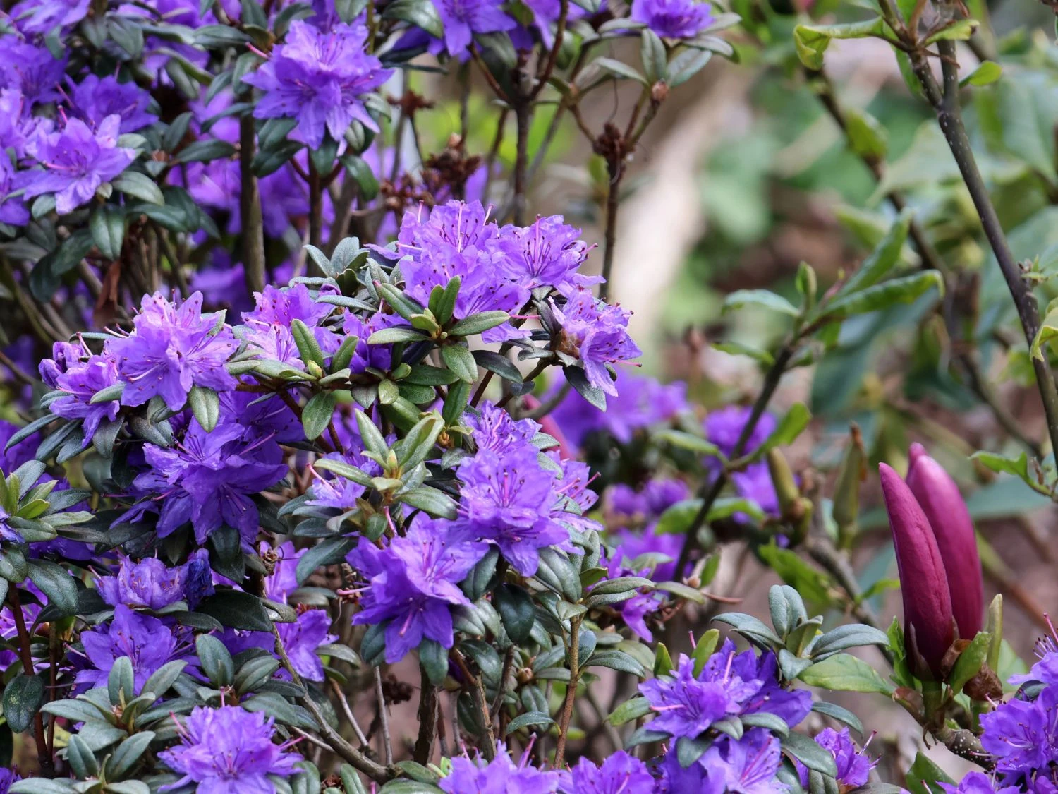 Rhododendron 'Lauretta' 5 Rhododendron 'Lauretta' – Bild 3