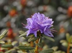 Rhododendron 'Lauretta' 11 Rhododendron 'Lauretta' -Günstiges Erd Seele Geschäft rhododendron lauretta m004242 w 2