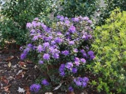 Rhododendron 'Lauretta' 12 Rhododendron 'Lauretta' -Günstiges Erd Seele Geschäft rhododendron lauretta m004242 w 3