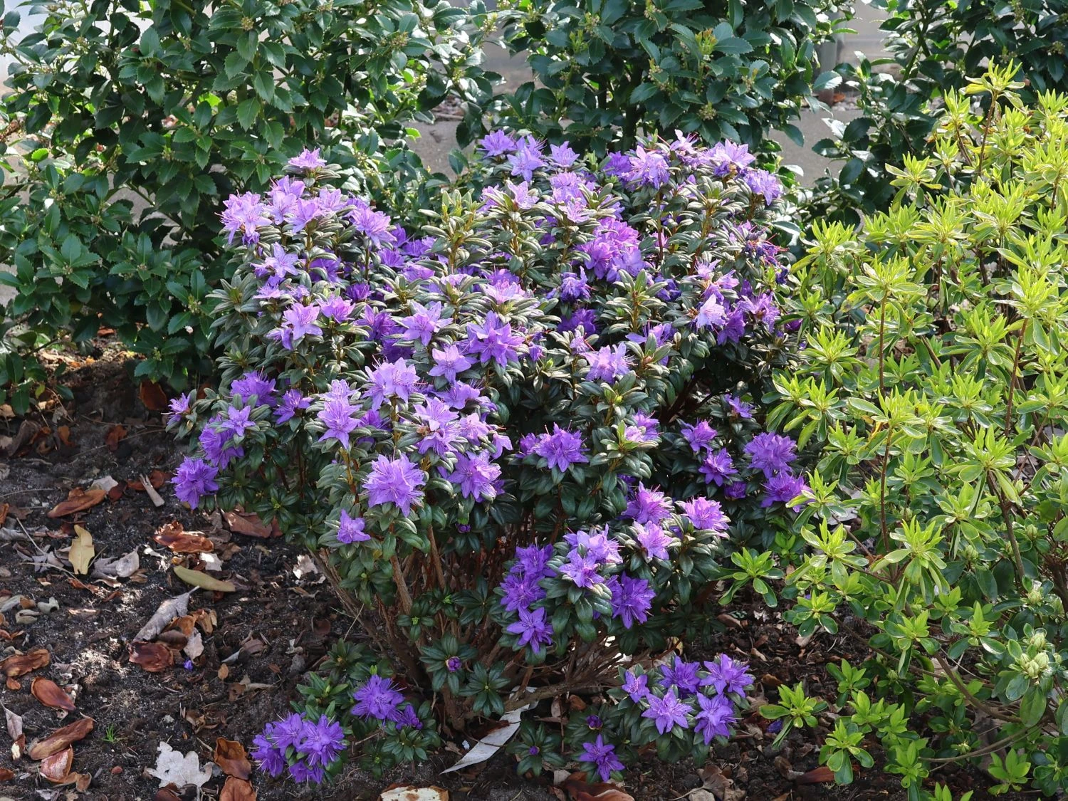 Rhododendron 'Lauretta' 7 Rhododendron 'Lauretta' – Bild 5