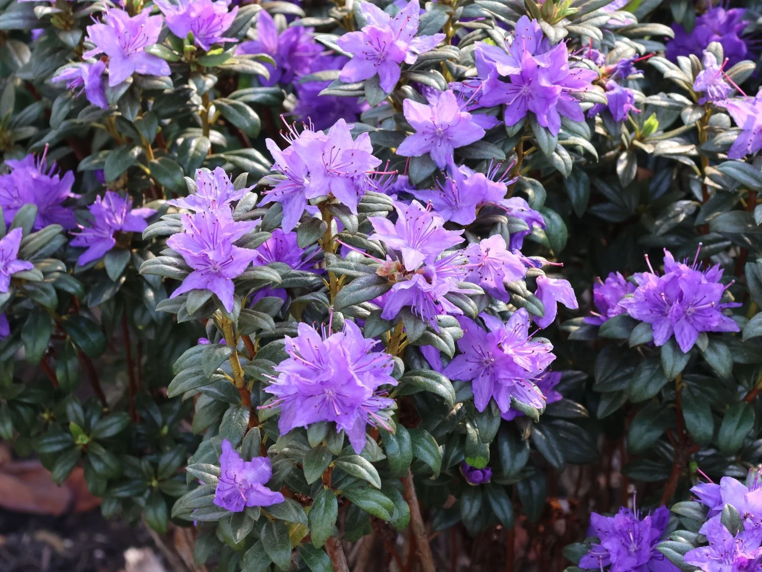Rhododendron 'Lauretta' 4 Rhododendron 'Lauretta' – Bild 2