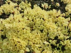 Günstiges Erd Seele Geschäft 7 Rhododendron Ludlowii 'Wren'