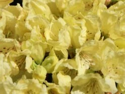 Rhododendron Ludlowii 'Wren' -Günstiges Erd Seele Geschäft rhododendron ludlowii wren m064176 w 0