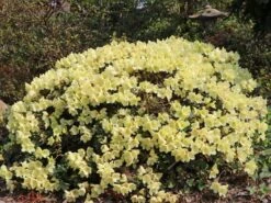 Rhododendron Ludlowii 'Wren' -Günstiges Erd Seele Geschäft rhododendron ludlowii wren m064176 w 1