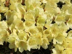 Günstiges Erd Seele Geschäft -Günstiges Erd Seele Geschäft rhododendron ludlowii wren m064176 w 2