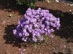 Rhododendron 'Luisella'