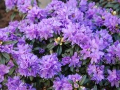 Rhododendron 'Luisella' 9 Rhododendron 'Luisella' -Günstiges Erd Seele Geschäft rhododendron luisella m004312 w 0