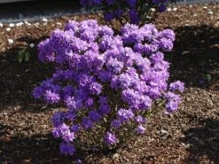 Rhododendron 'Luisella' 8 Rhododendron 'Luisella' -Günstiges Erd Seele Geschäft rhododendron luisella m004312 w 1