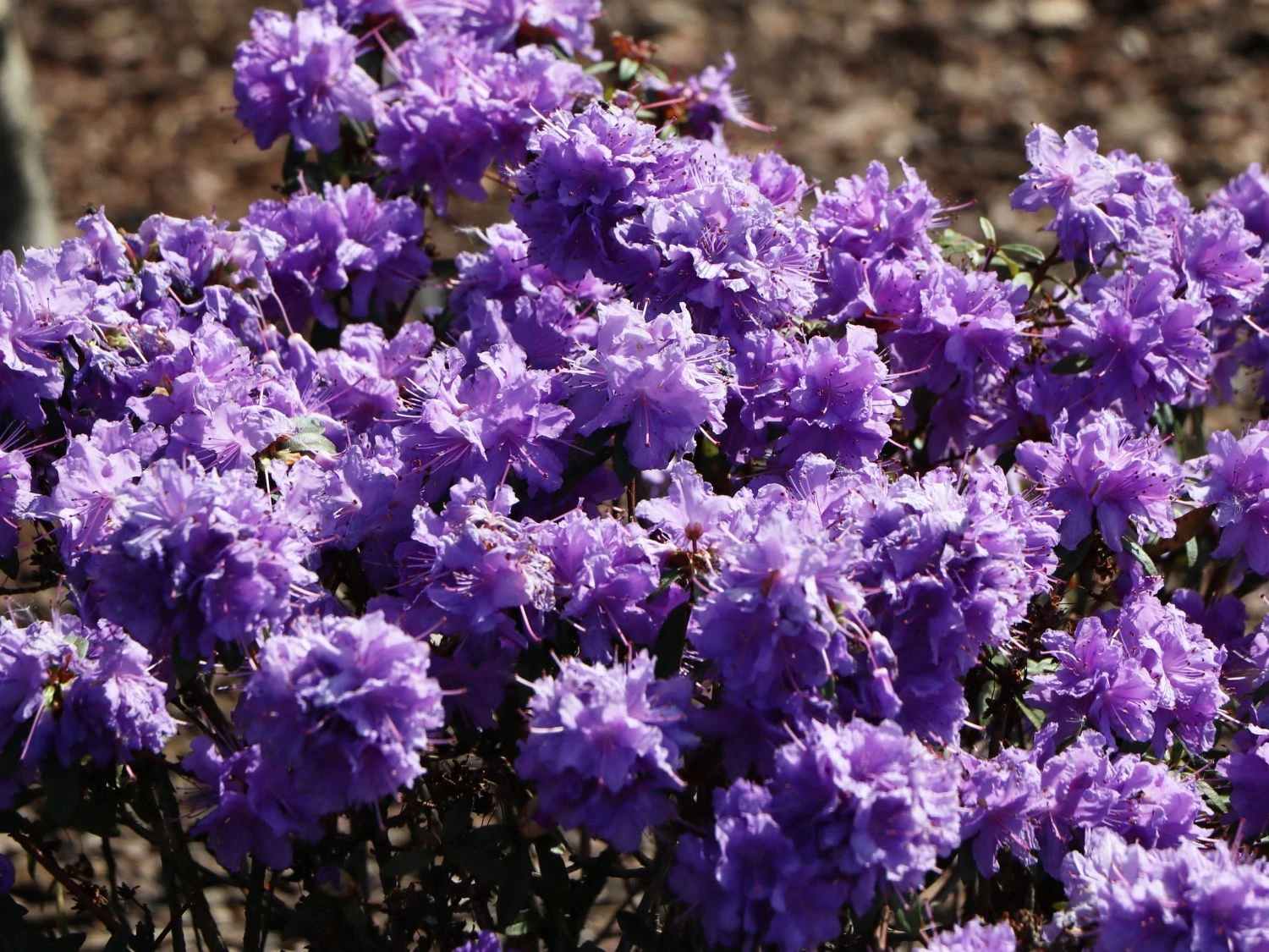 Rhododendron 'Luisella' 4 Rhododendron 'Luisella' – Bild 2
