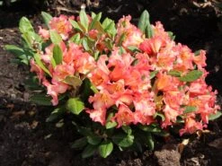 Rhododendron 'Lullaby' -Günstiges Erd Seele Geschäft rhododendron lullaby m080578 w 0