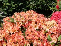 Rhododendron 'Lullaby' -Günstiges Erd Seele Geschäft rhododendron lullaby m080578 w 1