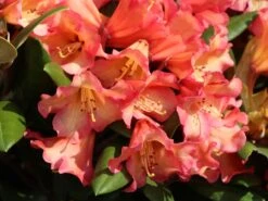 Rhododendron 'Lullaby' -Günstiges Erd Seele Geschäft rhododendron lullaby m080578 w 2