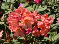 Rhododendron 'Macarena'