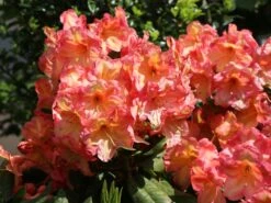 Rhododendron 'Macarena' -Günstiges Erd Seele Geschäft rhododendron macarena m008956 w 2