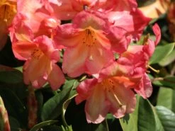 Rhododendron 'Macarena' -Günstiges Erd Seele Geschäft rhododendron macarena m008956 w 3