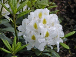 Rhododendron 'Madame Masson'