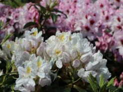 Rhododendron 'Madame Masson' -Günstiges Erd Seele Geschäft rhododendron madame masson m003750 w 1