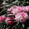 Rhododendron 'Makiyak' -Günstiges Erd Seele Geschäft rhododendron makiyak m004334 h 0