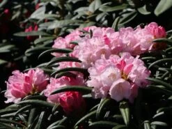 Rhododendron 'Makiyak'