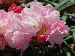 Rhododendron 'Makiyak' -Günstiges Erd Seele Geschäft rhododendron makiyak m004334 w 0