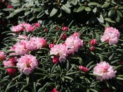Rhododendron 'Makiyak' -Günstiges Erd Seele Geschäft rhododendron makiyak m004334 w 1