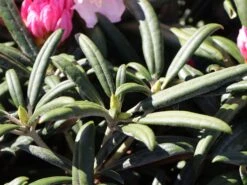 Rhododendron 'Makiyak' -Günstiges Erd Seele Geschäft rhododendron makiyak m004334 w 2