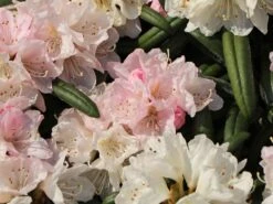 Rhododendron 'Makiyak' -Günstiges Erd Seele Geschäft rhododendron makiyak m004334 w 4