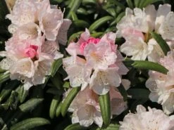 Rhododendron 'Makiyak' -Günstiges Erd Seele Geschäft rhododendron makiyak m004334 w 6