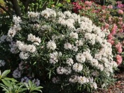 Rhododendron 'Makiyak' -Günstiges Erd Seele Geschäft rhododendron makiyak m004334 w 7