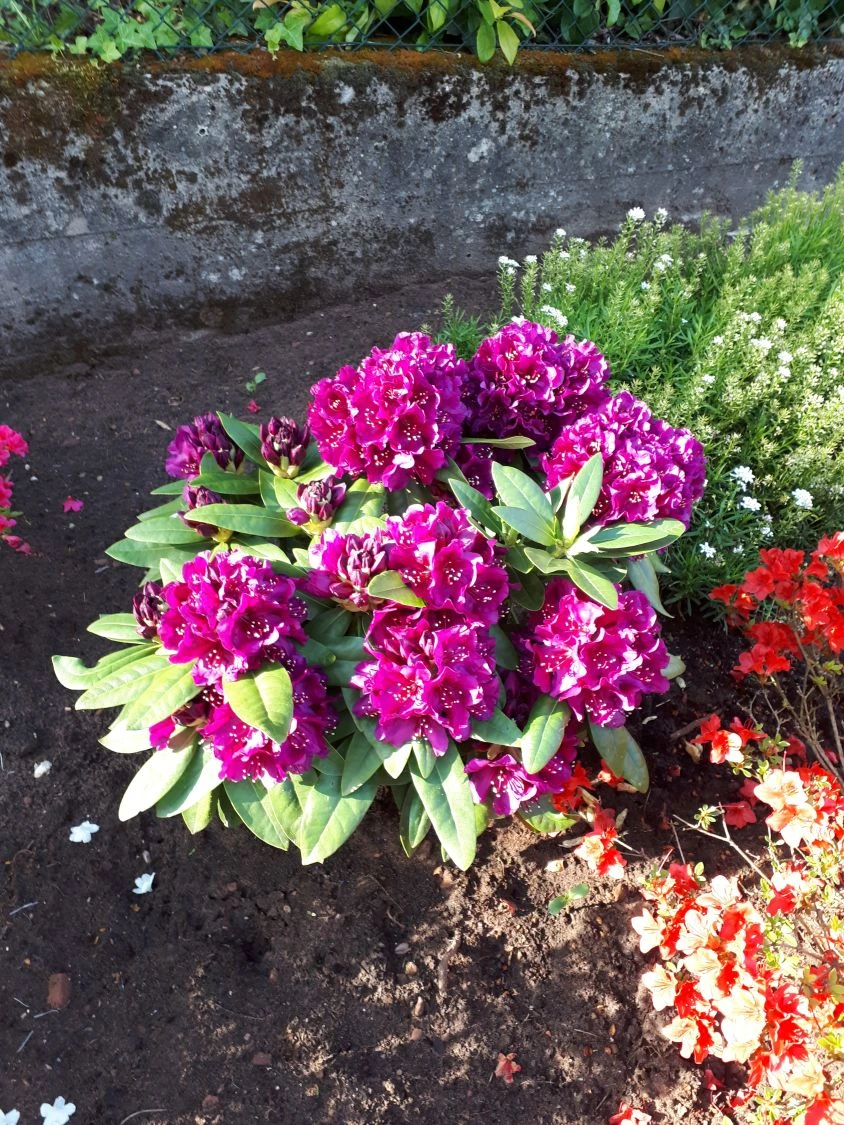 Rhododendron 'Marcel Menard' 6 Rhododendron 'Marcel Menard' – Bild 4