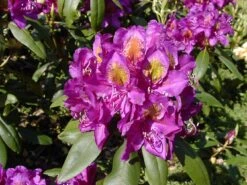 Rhododendron 'Marcel Menard'